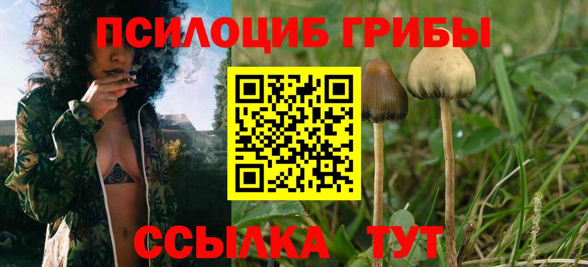 Димитровград  купить закладку  Вход с VPN  Псилоцибиновые грибы мицелий 